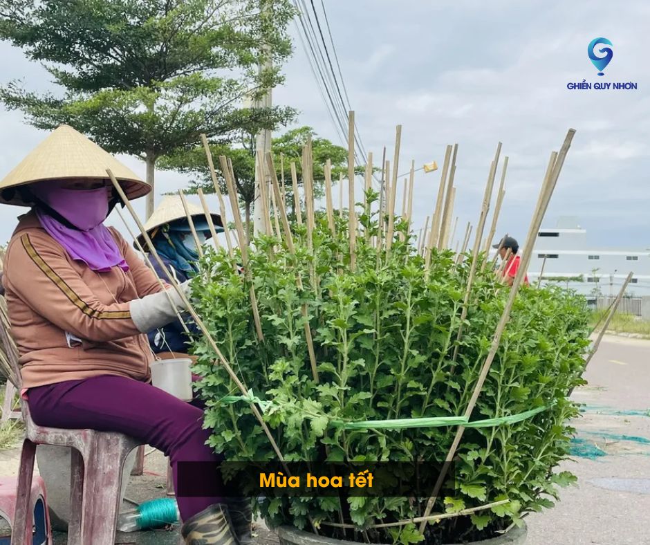 Làng hoa Bình Lâm mùa hoa tết